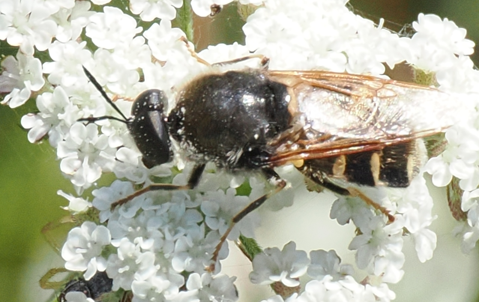 Stratiomys singularior